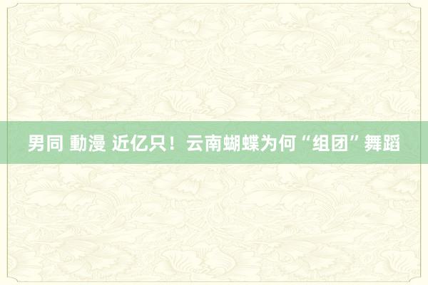 男同 動漫 近亿只！云南蝴蝶为何“组团”舞蹈